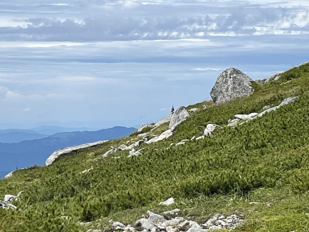 木曽駒ヶ岳山頂手前の斜面で見かけた鳥