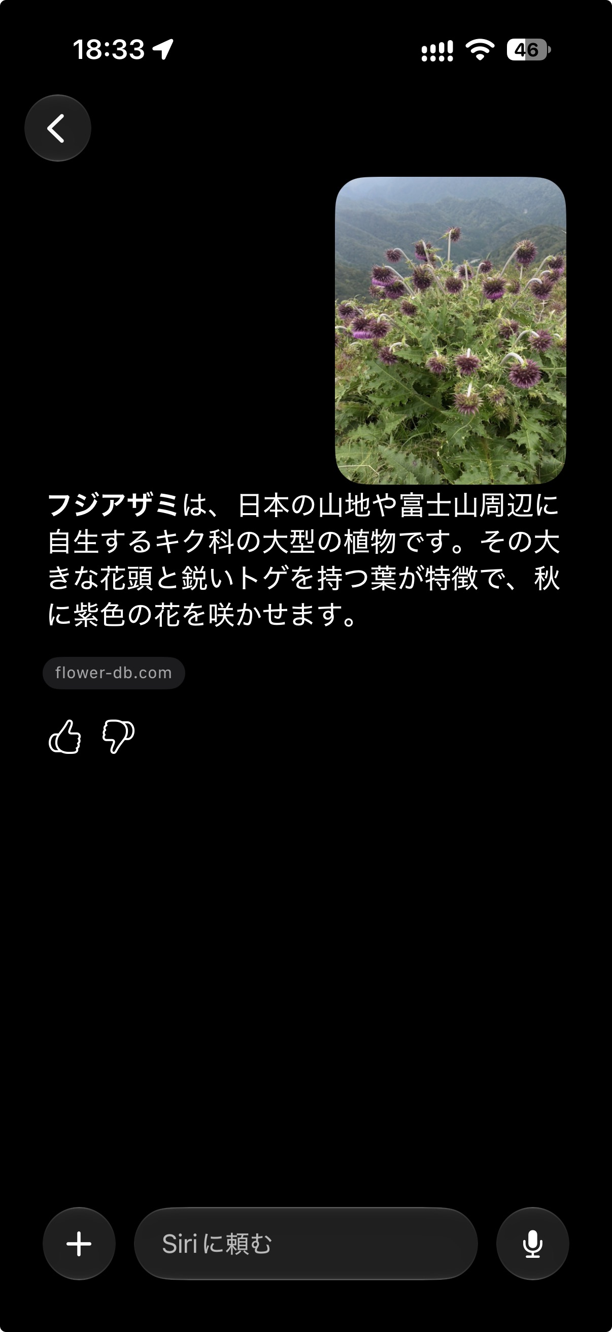 山頂でSiriに質問したときの回答画面。